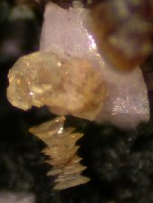 Cristaux de caresite - cliquez pour photo grand format