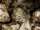 Donnayite-(Y) crystals - click for larger pic