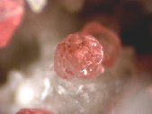 Eudialyte crystals - click for larger pic