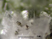 Eudidymite crystals - click for larger pic