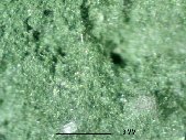 Ferroceladonite crystals - click for larger pic