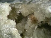 Lorenzenite crystals - click for larger pic