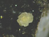 Mckelveyite-(Y) crystals - click for larger pic