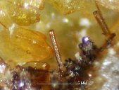 Phosinaite-(Ce) crystals - click for larger pic