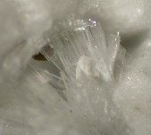 Searlesite crystals - click for larger pic