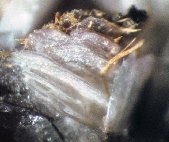 Martinite crystals - click for larger pic